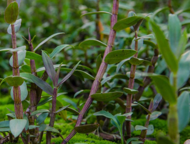 铁皮石斛兰花养殖方法是什么