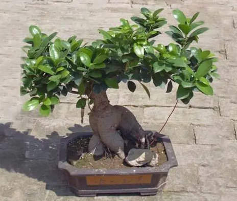 榕树换盆需要注意什么呢