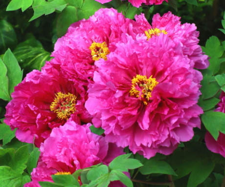 牡丹花种植时间和方法是什么