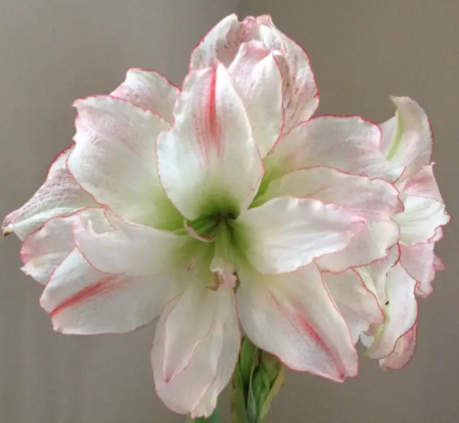 如何让朱顶红长花剑