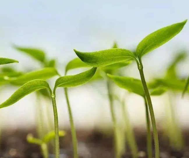 幼苗茶树上什么肥料好