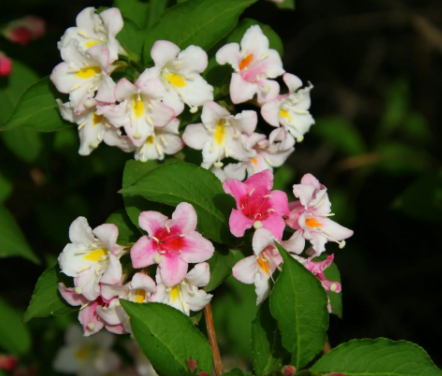 五彩锦带花的施肥方法是什么