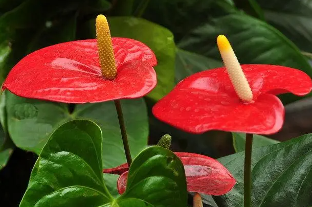 火鹤花和红掌的区别在哪里