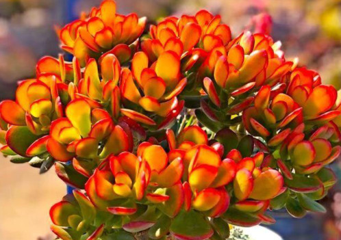 红叶玉树的养殖方法和注意事项是什么