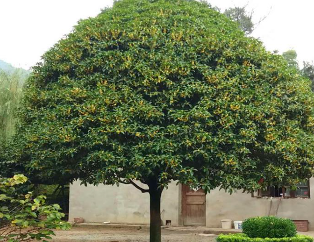 室外桂花树多久浇水