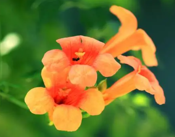 凌霄花水培几天生根