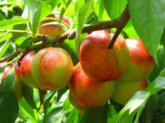 油桃树的管理和修剪如何呢