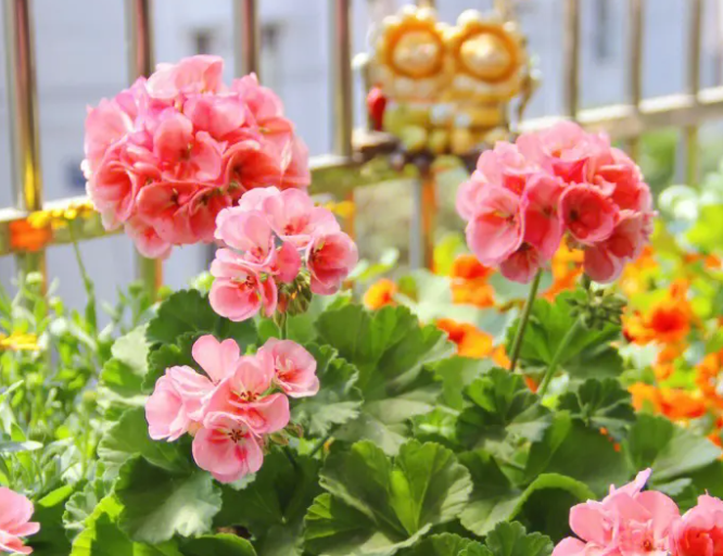 天竺葵和臭绣球是一种花吗