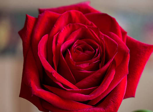 玫瑰花适合室内还是室外养