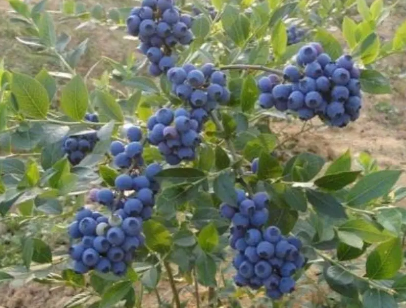 蓝莓树用什么水浇比较好呢