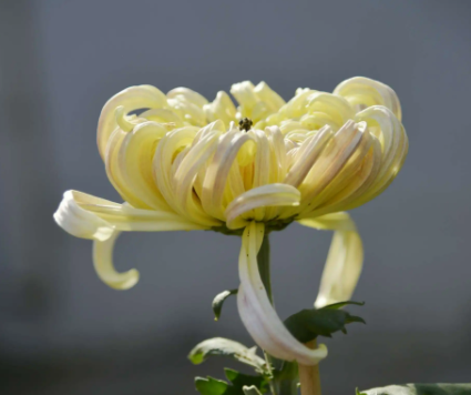 菊花什么时候播种最合适