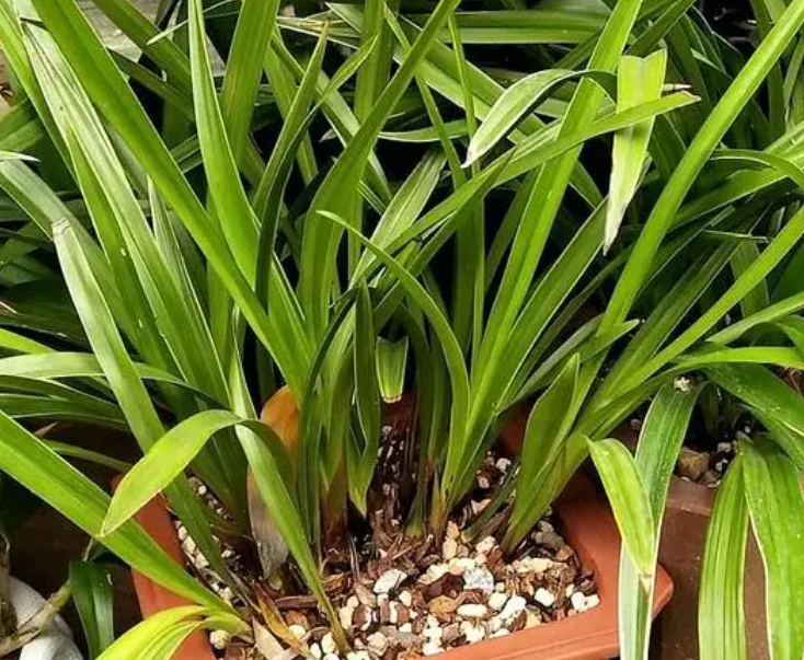 新换盆的兰花什么时候浇水呢