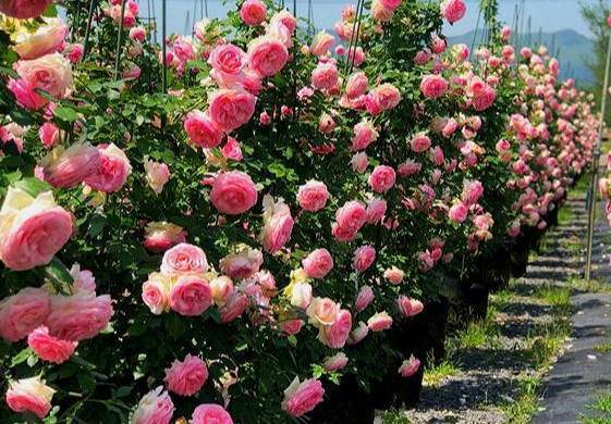 月季花栽培方法