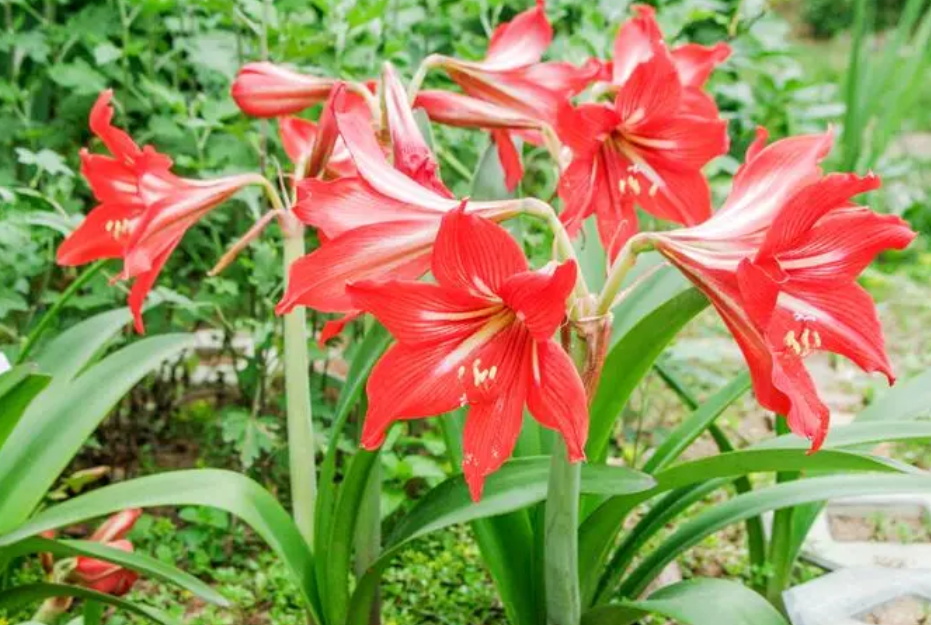 对红花什么时候剪叶