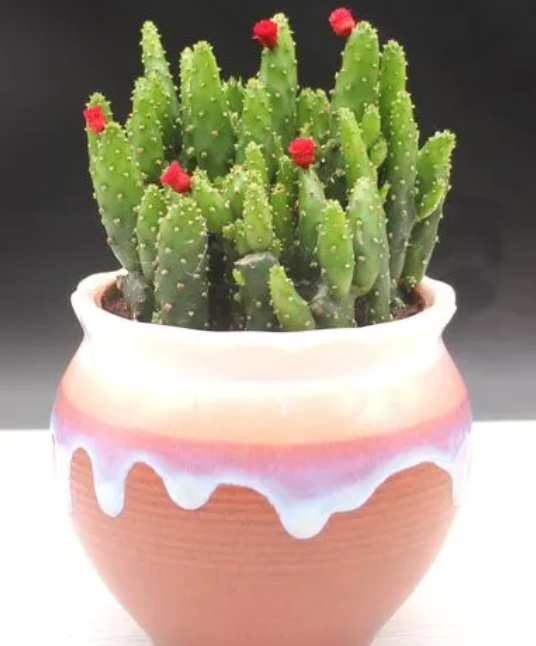 仙人掌树苗用什么盆栽最好