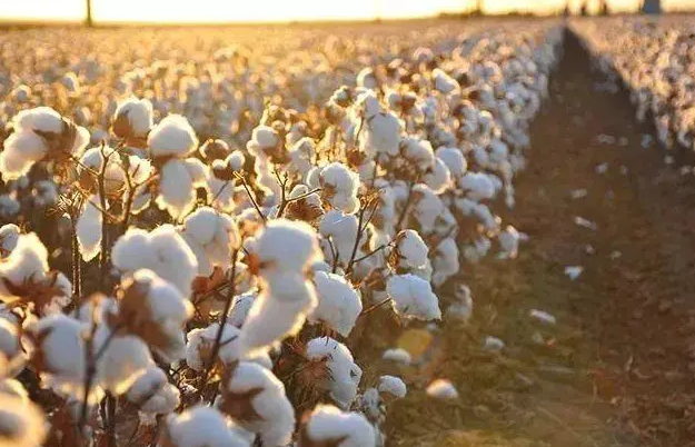 棉花喜水还是旱