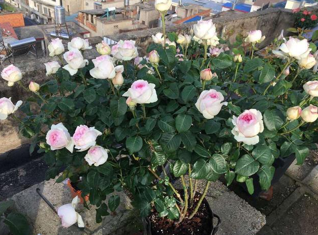 乙女心月季开花能保持多久