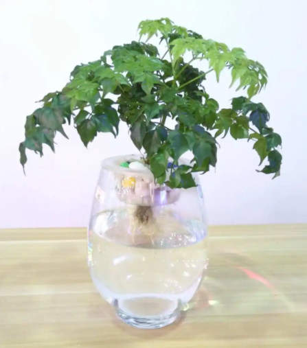 幸福树水培插生根方法