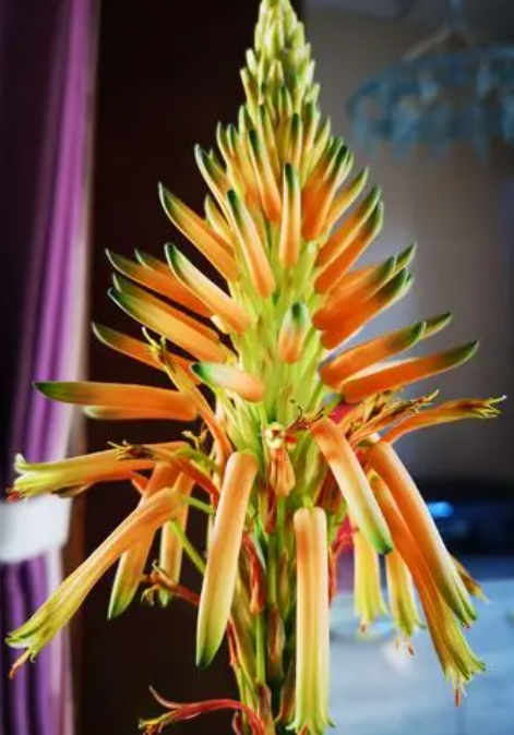 芦荟开花预示着什么好兆头