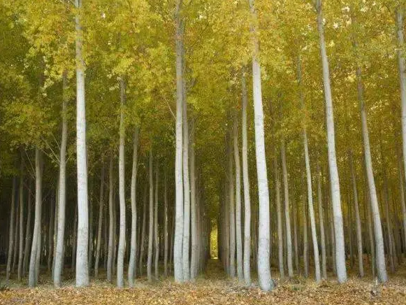 白杨树特点和生活环境