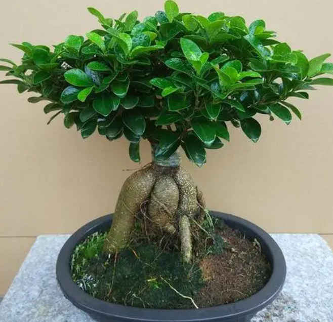 榕树浇什么水比较好