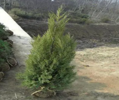 没有根的柏树怎么种