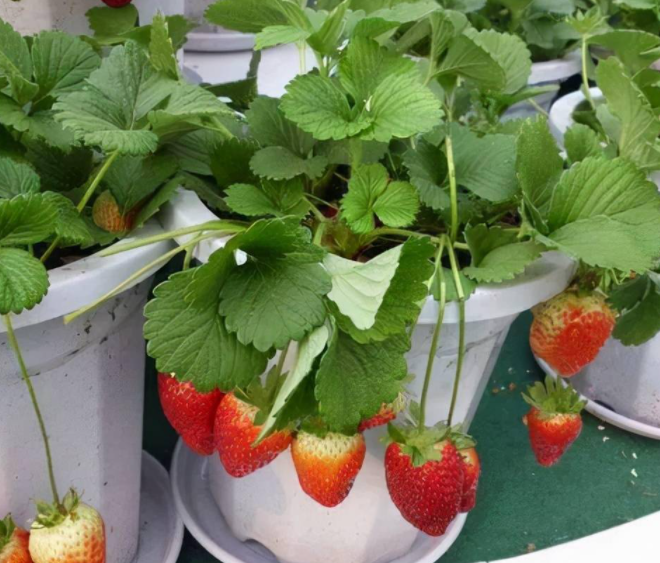 草莓可以种花盆里吗