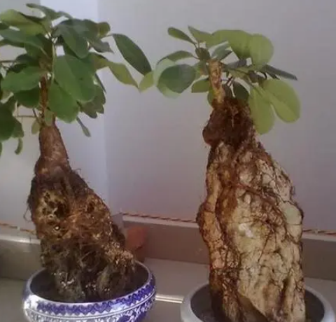 吸水石榕树怎么栽培