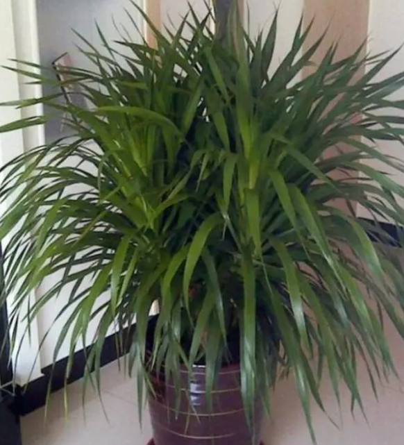 龙须树喜酸还是喜碱