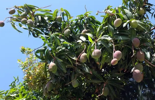 芒果树怎样人工授粉