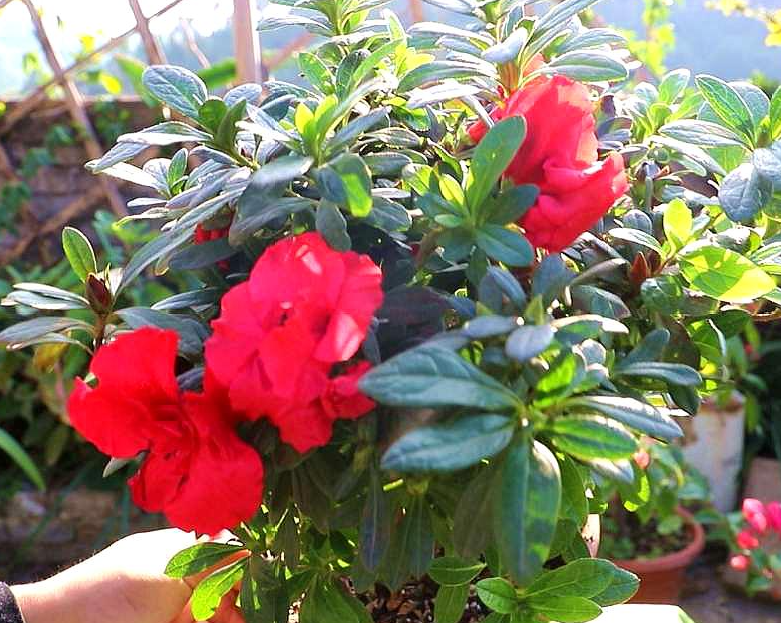 杜鹃打花苞了怎样施肥