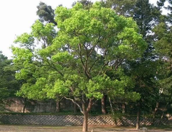 樟树的生长环境和特点