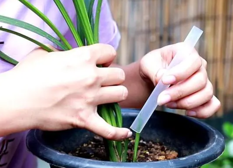 兰花怎么浇水和施肥