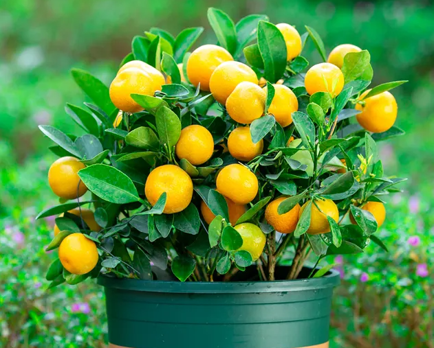 盆栽桔子树如何施肥