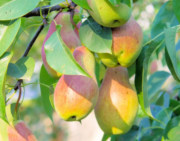 直立生长的梨树有哪些