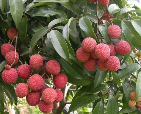 荔枝树什么时候种植好