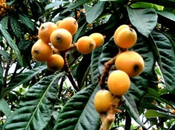 枇杷树适合北方种植吗