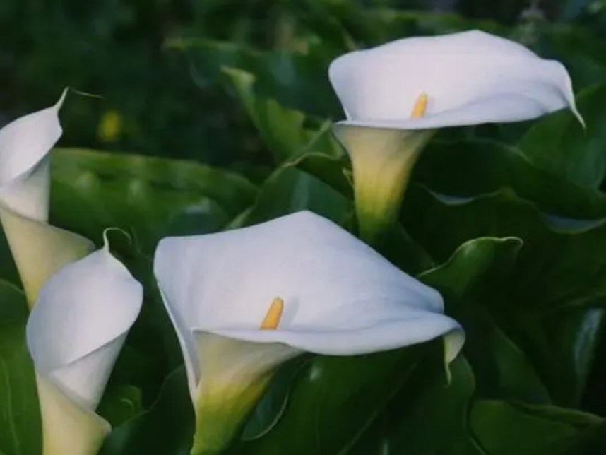 马蹄莲什么时候开花呢