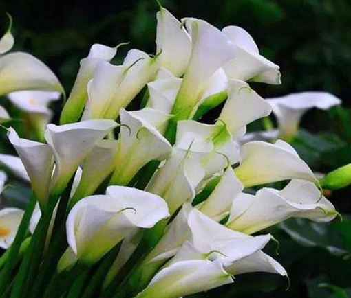 海芋开花是什么样子的