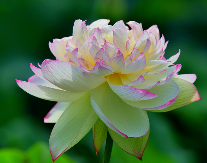 七八月份适合栽种什么花