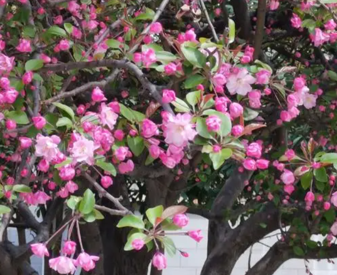 海棠树3年能涨多大