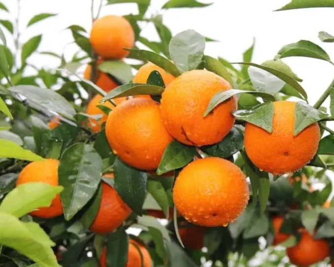 柑橘树多久才能结果