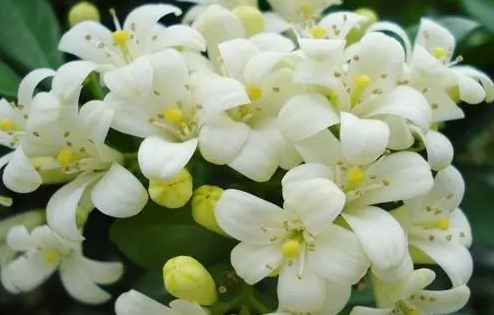 千里香一年开几次花