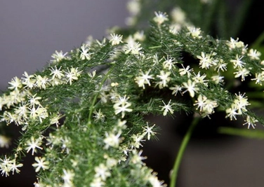 文竹花叶子发黄怎么回事