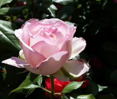 月季花叶子发黄怎么办呢