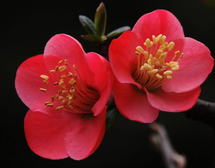 对海棠花的养殖方法是什么