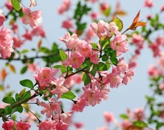 广东海棠花适合哪里种植