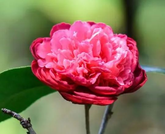 山茶花喜光照吗