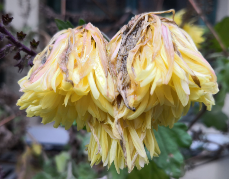 菊花发蔫是怎么回事