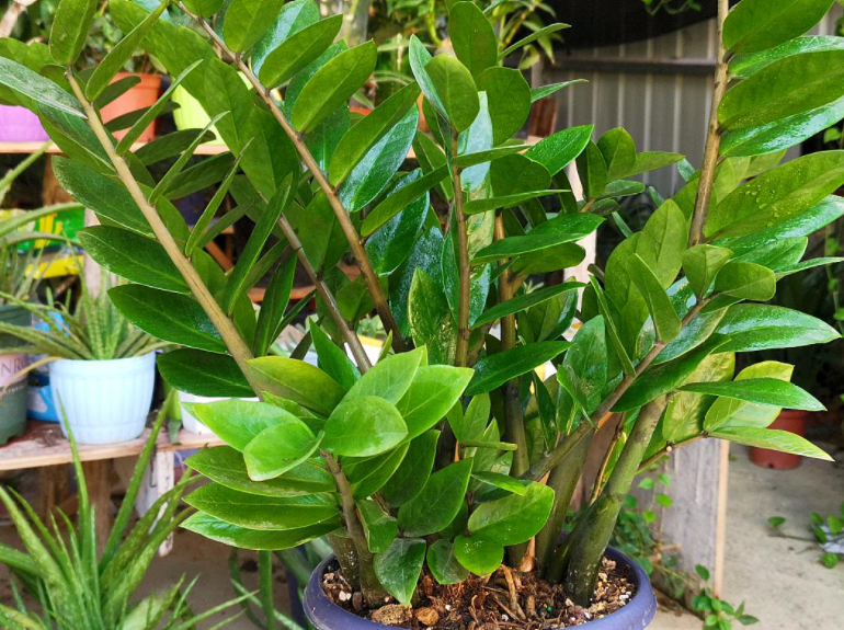 金钱树要经常浇水吗